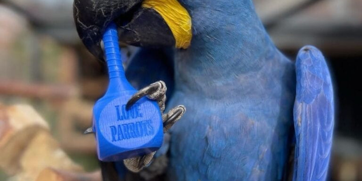 Where to Buy Macaws: Everything You Need to Know